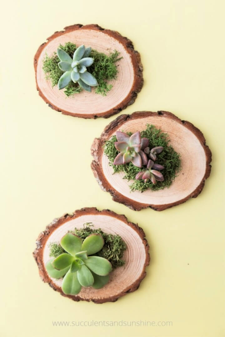 Cheap DIY Succulent Wedding Favors