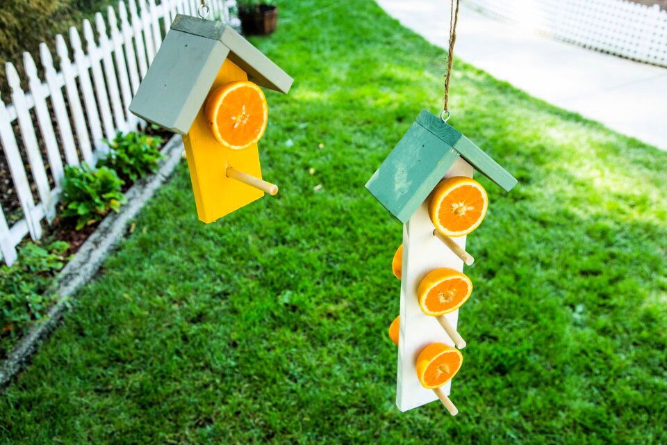 Creative Bird Feeder Using Fruit