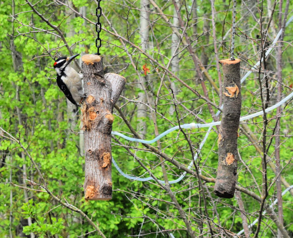 Easy DIY Natural Bird Feeder for Beginners