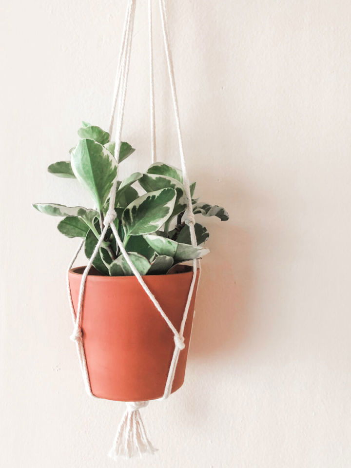 Five Minute Macrame Plant Hanger