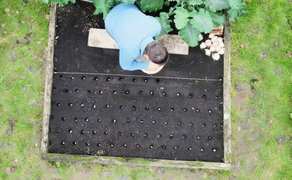 planting garlic step by step