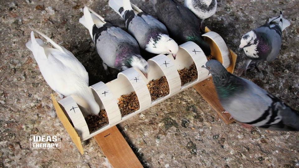 PVC Pipe Dove Feeder Design