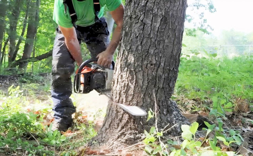 steps for the back cut